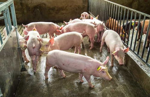 小型养猪场投资成本 养猪技术