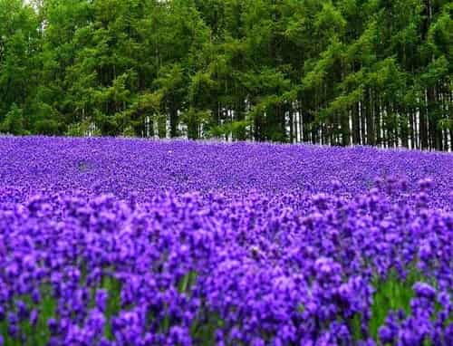 lavender花语,【LAVENDER】花语是--等待爱情的奇迹～～～我会看到奇迹么？