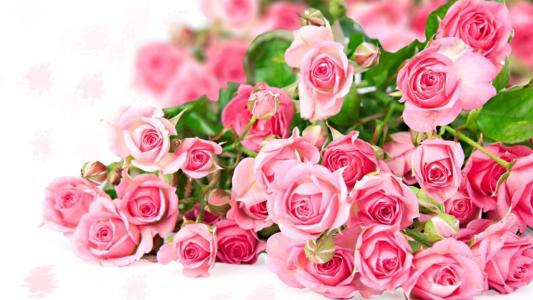 几朵玫瑰花代表的含义,一到十二朵玫瑰花的含义是什么？