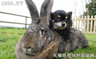 世界最大的兔子品种