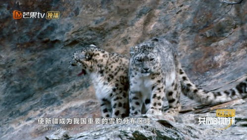 雪豹芒果tv,雪豹芒果v:探索迷人的野生动物世界