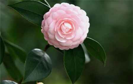 粉红山茶花的花语,山茶花的花语是
