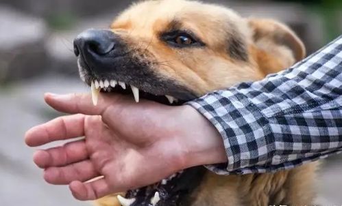 在农村突遇恶犬追咬,如何才能避免被狗咬 很多人第一步就做错了