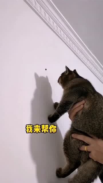 猫咪 给你们表演一段捉虫子 