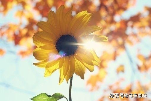 在6月份,为爱执着,不留遗憾,牵手真爱的四大星座