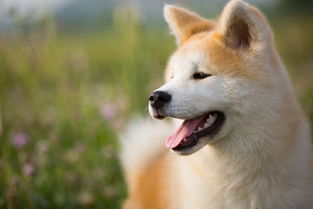 秋田犬币项目方 秋田犬币项目方 行情