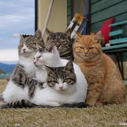 生活在日本猫岛上的小猫们,安逸得让人羡慕 