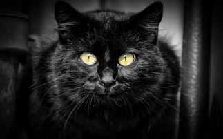 黑猫高清电脑壁纸 