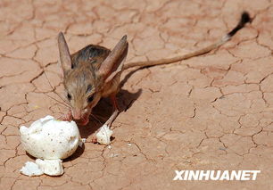 新疆发现罕见鼠类