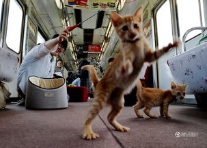 日本现 猫咪电车 呼吁公众关爱流浪猫
