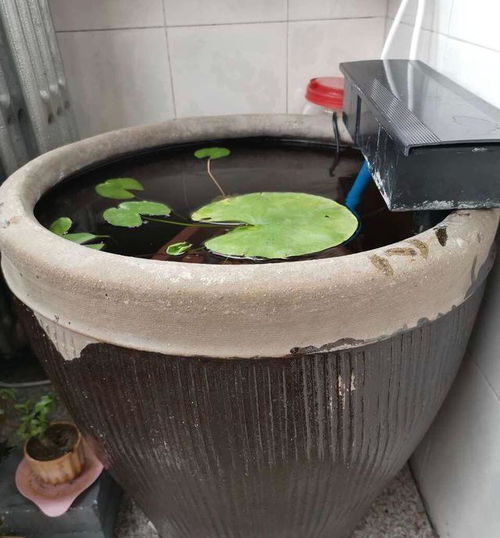 大水缸可以养花