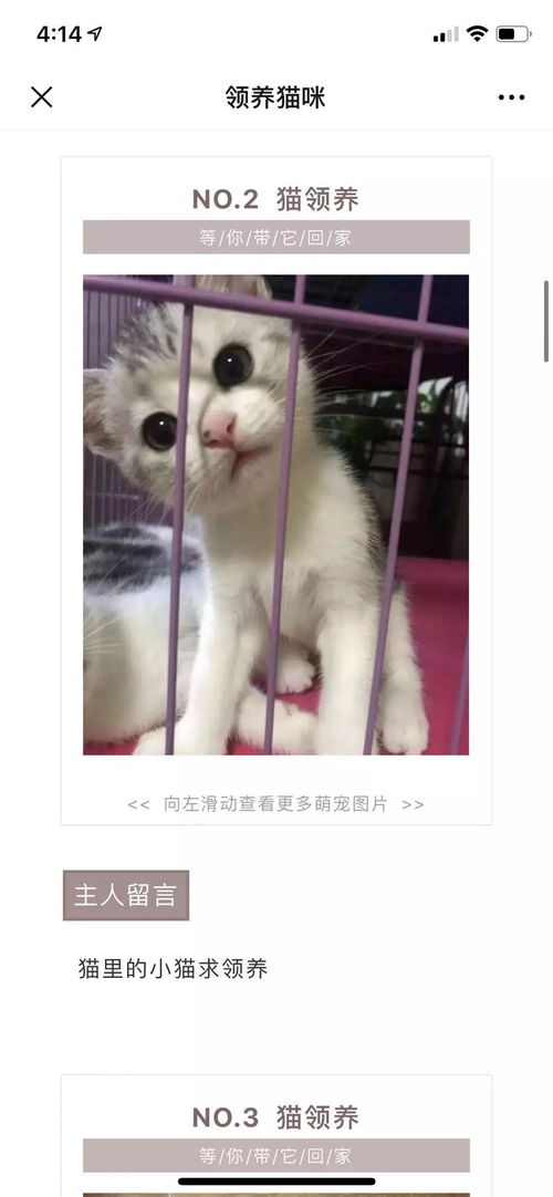 免费领养宠物狗狗猫咪