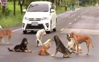 马路中央聚集了十几条狗,它们都是为了一个受伤的同伴 