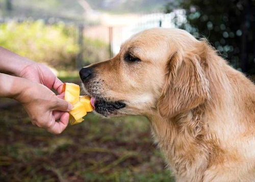 狗狗可以吃芒果吗 想要给狗狗喂芒果,主人需要注意一些什么问题