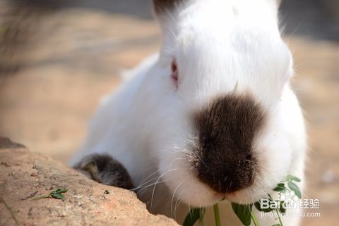 兔子喝水会死吗 兔子怎么喝水 兔子如何喝水