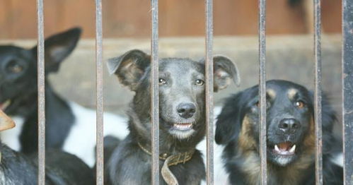 三年爱犬被狗主人卖给了狗贩子,狗挣扎的行为令人心碎