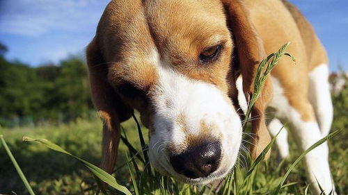狗狗吃草不需要阻止 当心那些对狗有害的植物