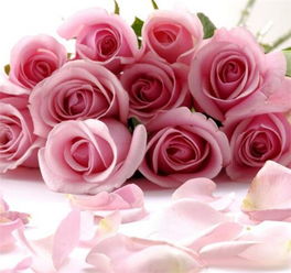 粉红花的花语,粉红花之恋：温柔与浪漫的绽放
