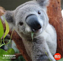 越来越多的考拉被逼下树找水喝,你忍心吗