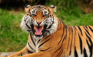心理测试 你觉得哪只老虎是森林之王,看今年谁对你帮助最大 