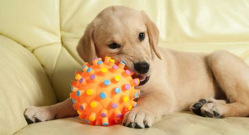 想跟狗狗玩球 这也是需要技术的,如何才能让狗狗玩得开心和安全