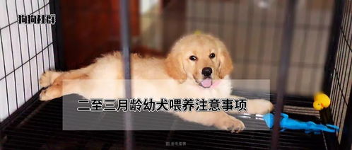 二至三月龄 金毛 幼犬喂养方法及注意事项 