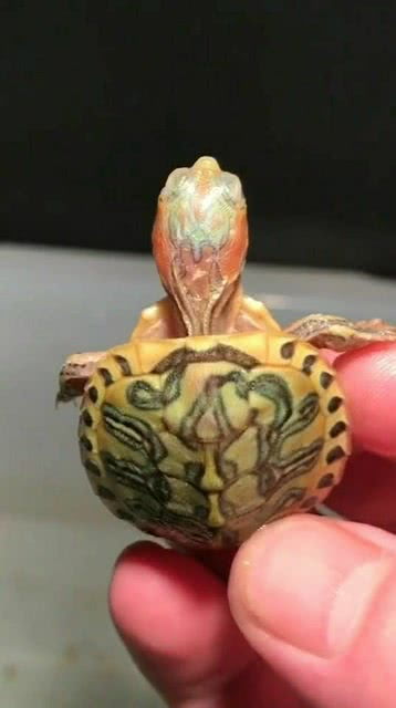 红头乌龟,真的好漂亮 