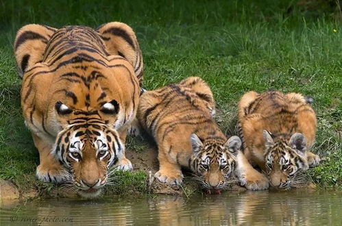 老虎在河边喝水,突然发现它身上多了对 眼睛 迷惑行为大赏