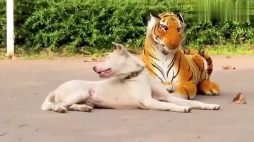 用假老虎吓狗,谁是真的 狗 