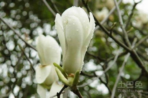 水泽木兰的花语和含义,水泽木兰是什么花