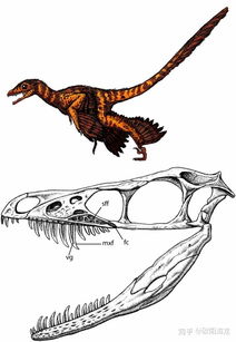 恐龙演化为鸟类的过程中羽毛是何时出现如何演化的 