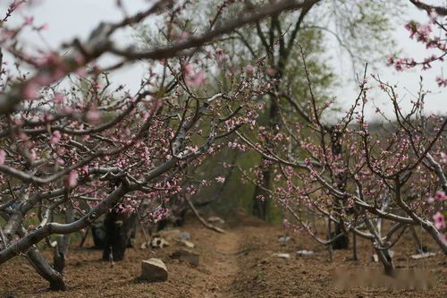 龙泉镇小苇子村 神秘的圣旨碑