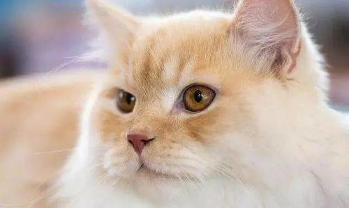 什么猫最可爱又好养 最可爱的猫咪十大排名 萌萌哒 超爱