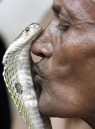 蛇之吻：揭秘神秘的蛇类之吻