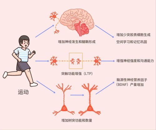 四肢发达的人,头脑就简单吗 答案和你想的不一样