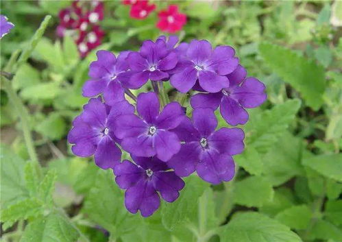 浪漫紫 盘点10种最神秘最高贵的美丽花朵
