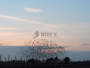 傍晚飞翔的鸟群商用正版图片下载 图片ID 1581211 动物世界 正版图片 
