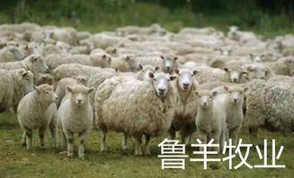 春季羊群的饲养管理注意事项 