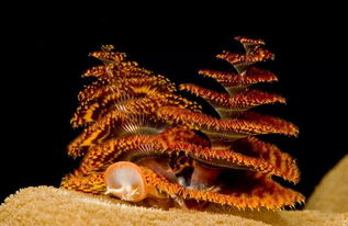 日本圣诞树珊瑚怎么养,圣诞树珊瑚不绿怎么办