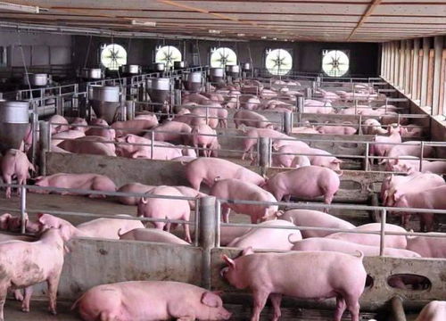 发生过非瘟的猪场还可以继续养猪吗 做到以下六点,复产并不难