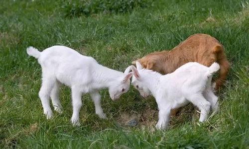 中国研究团队发现 现代山羊的抗病能力源于借用其他物种基因