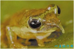 世界上最神奇的蛙,匹诺曹蛙鸣叫时鼻子会变长 