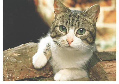 健康猫可以吃猫胺吗 猫胺膏怎么选 