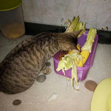 猫咪为了吃的不忌口,吃起玉米来毫不含糊,看到现场主人傻眼了