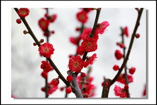 学拍梅花