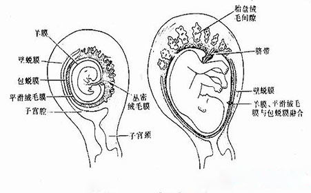 什么是无痛可视人流