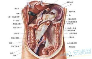 梦见割内脏