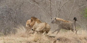 在非洲,鬣狗和狮子是斗争了千百万年的两大顶级食肉种族 