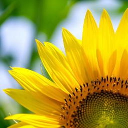 最美的向日葵图片 向日葵简单又漂亮的画