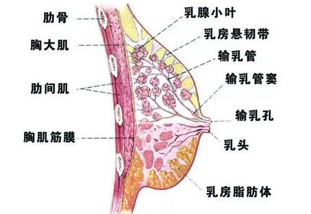 治疗乳腺增生的穴位有哪些 